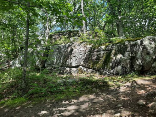A rocky outcrop covered in moss, surrounded by lush green trees in a forested area. Sunlight filters through the leaves.