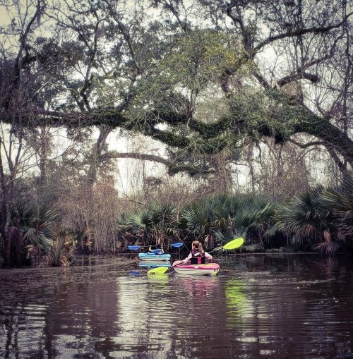 Three kayakers paddle through a serene, tree-lined waterway surrounded by lush greenery.
