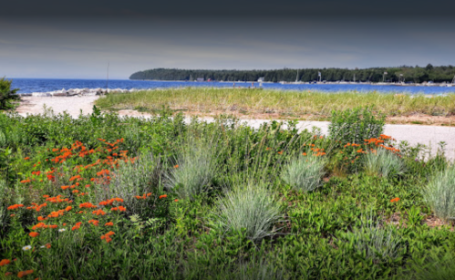 A scenic view of a beach with vibrant orange flowers in the foreground and a calm lake in the background.