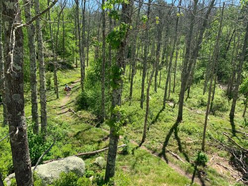 A serene forest scene with tall trees, green foliage, and a person sitting on a trail surrounded by nature.
