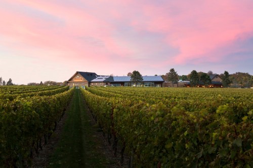 A vineyard at sunset, featuring rows of grapevines and a rustic building under a colorful sky.
