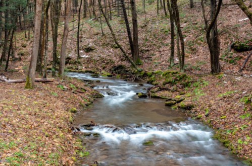 A serene stream flows through a wooded area, surrounded by trees and moss-covered rocks.