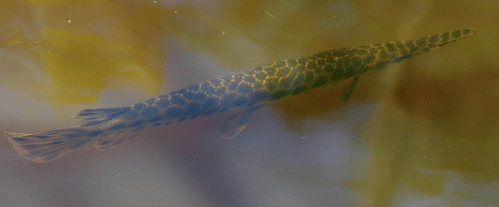 A long, slender fish with a patterned body swimming in murky water surrounded by aquatic plants.