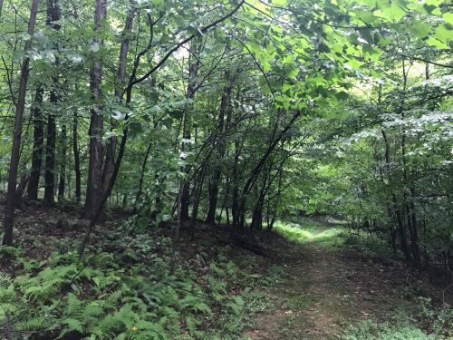 A serene forest path surrounded by lush green trees and ferns, inviting exploration in a tranquil natural setting.