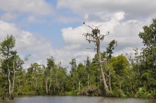 A serene wetland scene featuring a tall, bare tree with a nest, surrounded by lush greenery and a calm waterway.