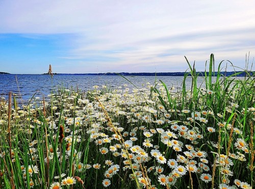 A serene lakeside view with a field of daisies in the foreground and gentle waves in the background under a blue sky.
