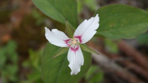 A close-up of a white flower with pink stripes, surrounded by green leaves in a natural setting.