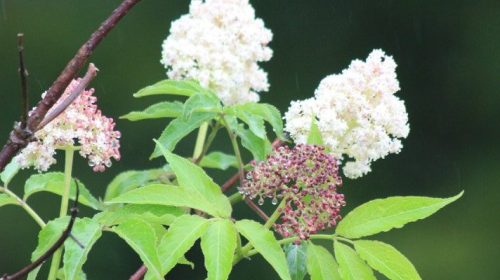 Clusters of white and pink flowers with green leaves, set against a blurred green background.
