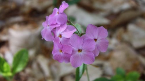 A cluster of delicate pink flowers with five petals, surrounded by green leaves and a blurred natural background.