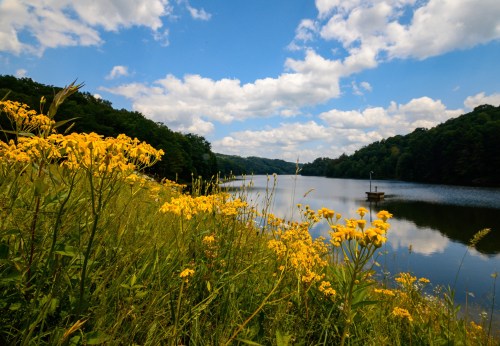 A serene lake surrounded by lush greenery and vibrant yellow flowers under a blue sky with fluffy clouds.