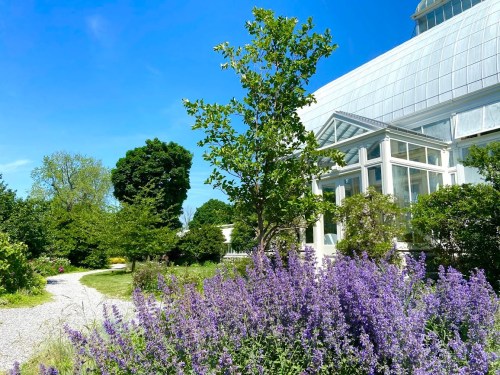 A sunny garden scene featuring a greenhouse, lush greenery, and vibrant purple flowers in bloom.