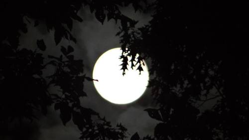 A full moon glowing brightly, framed by dark tree leaves against a night sky.