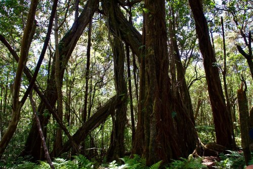 Dense forest with tall trees and lush greenery, sunlight filtering through the leaves, creating a serene atmosphere.