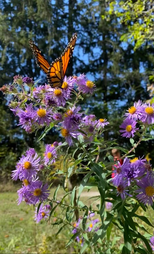 A monarch butterfly perched on vibrant purple flowers in a sunny garden, surrounded by greenery.
