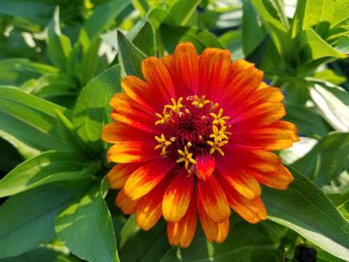 A vibrant orange and red flower with yellow stamens, surrounded by green leaves.