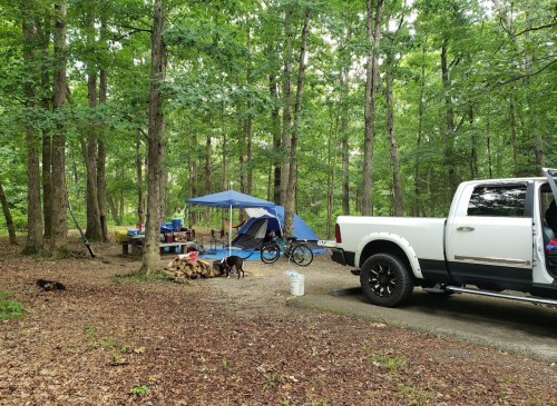 A campsite in a wooded area with a tent, picnic table, bikes, and a truck parked nearby. Dogs are playing on the ground.