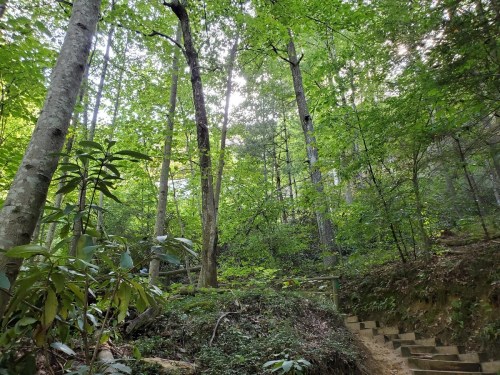A serene forest scene with tall trees and a winding dirt path leading up wooden steps. Sunlight filters through the leaves.