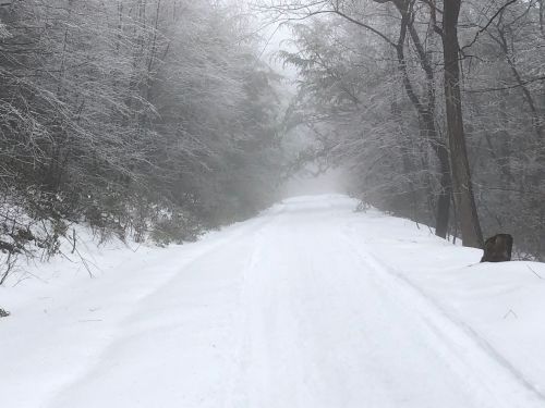 A snowy, misty path through a forest, lined with frosted trees and a serene, quiet atmosphere.