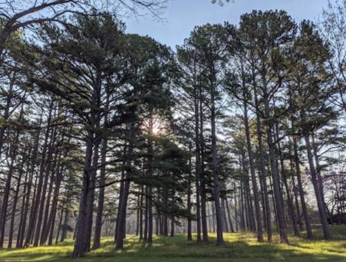 Sunlight filters through tall pine trees in a serene forest setting, casting gentle shadows on the green grass below.
