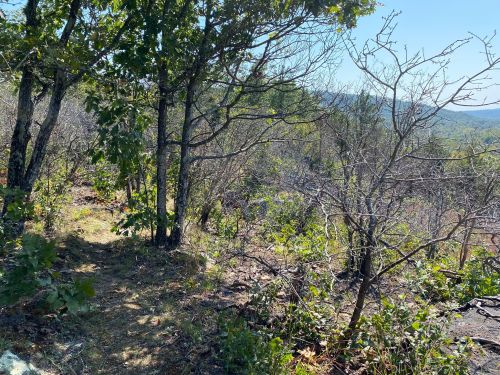 A narrow path through a wooded area with sparse trees and shrubs under a clear blue sky.