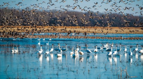 A serene wetland scene with white swans swimming and a flock of birds flying overhead against a clear blue sky.