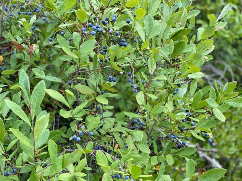 A close-up of a bush with vibrant green leaves and clusters of ripe blue berries.