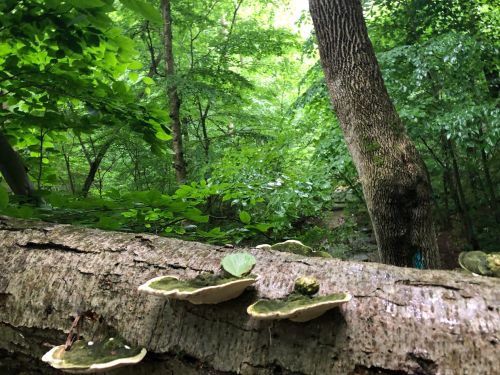 A fallen log in a lush green forest, adorned with shelf mushrooms and surrounded by vibrant foliage.
