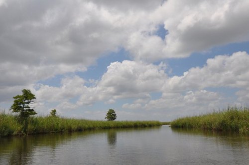A serene waterway surrounded by tall grasses and trees under a cloudy blue sky.