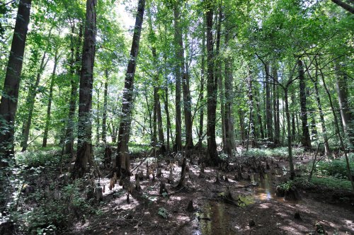 Lush green forest with tall trees and a swampy area, featuring cypress knees and dappled sunlight filtering through leaves.