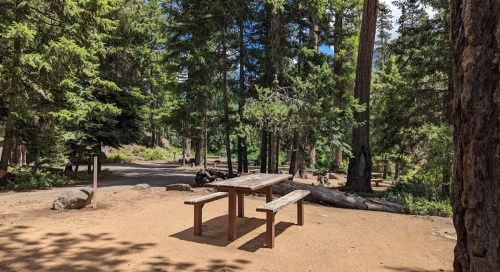 A wooden picnic table surrounded by tall trees in a serene forest setting.