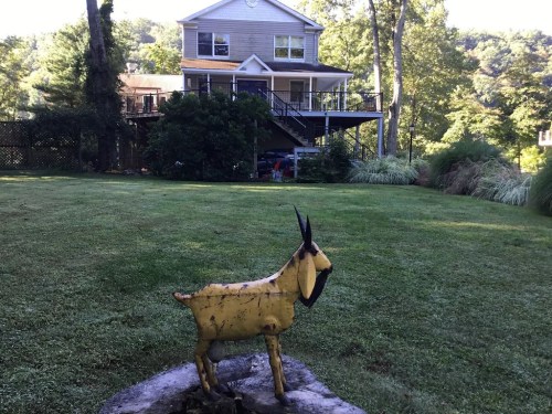 A yellow metal goat sculpture in a grassy yard, with a two-story house and trees in the background.