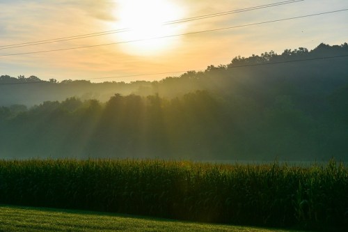 Sunrise over a misty landscape, with rays of light shining through trees and a field of corn in the foreground.