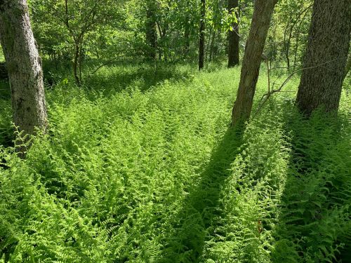 Lush green ferns blanket the forest floor, surrounded by trees in a sunlit woodland setting.