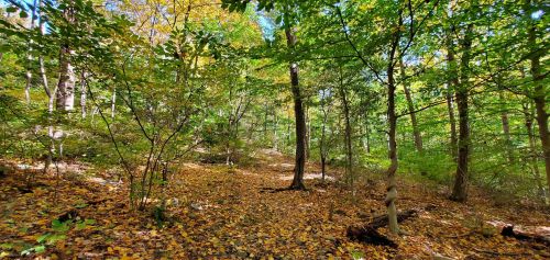 A serene forest scene with colorful autumn leaves covering the ground and sunlight filtering through the trees.