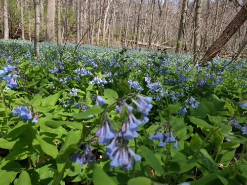 A vibrant field of blue flowers surrounded by trees in a serene forest setting.