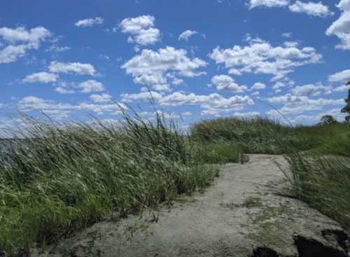 A scenic view of a grassy path leading to a body of water under a blue sky filled with fluffy white clouds.