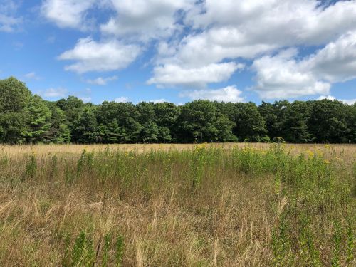 A grassy field with wildflowers in the foreground, bordered by a dense tree line under a partly cloudy sky.