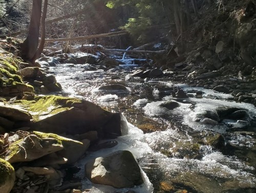 A serene stream flows over rocks, surrounded by moss and trees, with sunlight glistening on the water's surface.