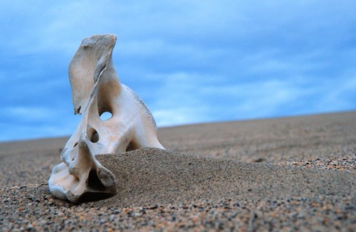 A unique bone partially buried in sand, set against a cloudy blue sky.