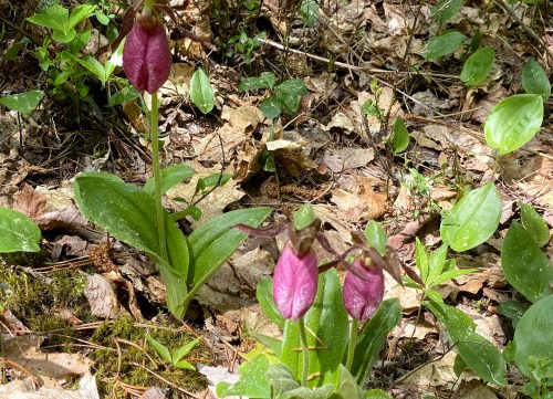 Three pink lady's slipper orchids surrounded by green leaves and fallen leaves in a forest setting.
