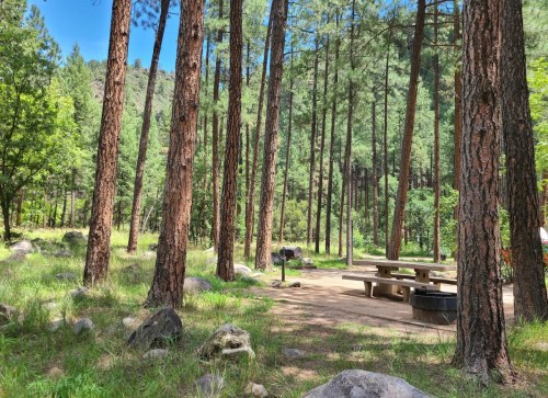 A serene forest scene with tall pine trees, a picnic table, and rocks on a grassy area under a clear blue sky.