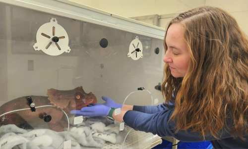 A woman in gloves gently interacts with a large lizard inside a clear enclosure.