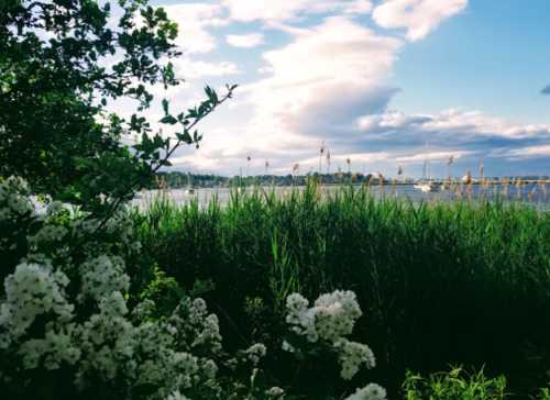 A serene lakeside view with green reeds, white flowers in the foreground, and clouds reflecting in the water.