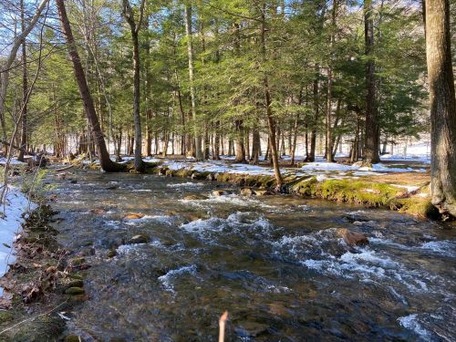 A serene stream flows through a snowy forest, surrounded by tall trees and patches of snow on the ground.