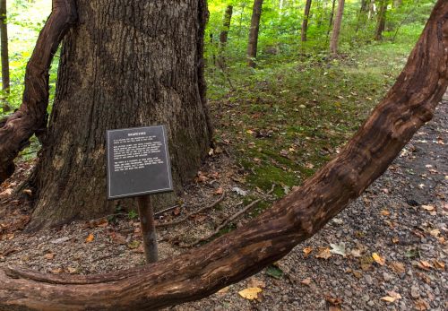 A large tree with a twisted branch and a plaque nearby, set in a lush green forest.