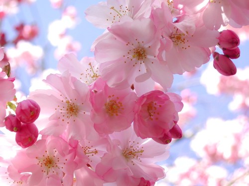 A close-up of pink cherry blossoms against a soft blue sky, showcasing delicate petals and budding flowers.