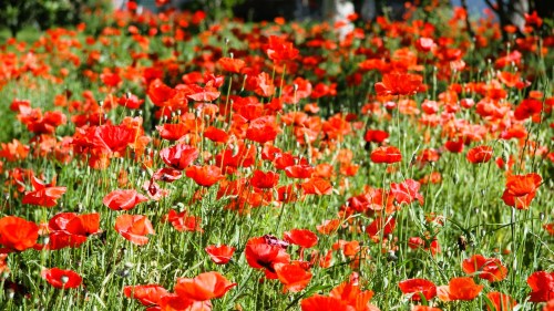 A vibrant field of red poppy flowers swaying gently in the breeze, surrounded by lush green grass.