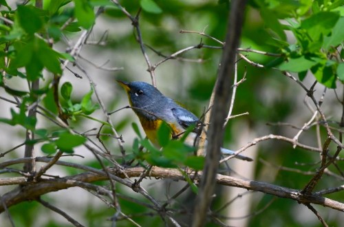 A small bird with a blue-gray body and orange underbelly perched among green leaves and branches.