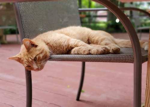 A relaxed orange cat lies on a chair, resting its head on the seat, with a peaceful expression.