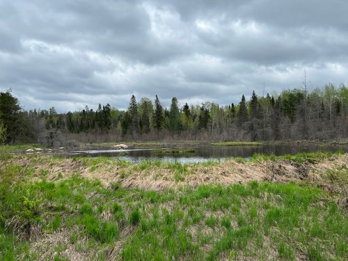 A serene wetland scene with a calm pond, surrounded by lush greenery and overcast skies.